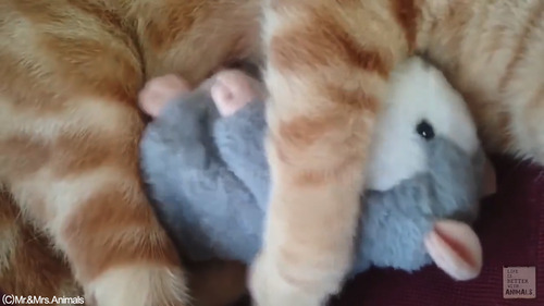 声真似おもちゃを猫に与えた結果02