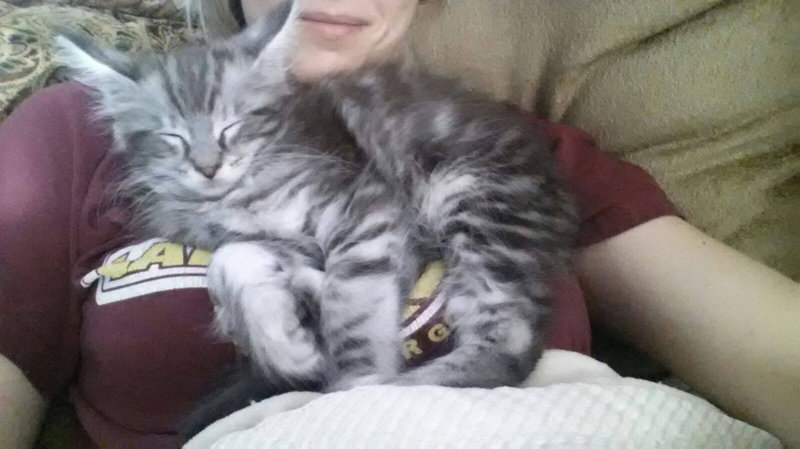 子猫の しっぽ がすくすくと育ち 測ったらギネス記録を更新していた らばq 子猫の しっぽ がすくすくと育ち 測ったらギネス記録を更新していた らばq