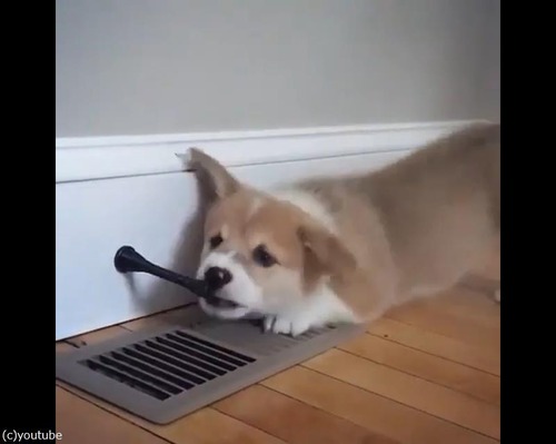 �֤���󥳡��������ʤ����ɥ����ȥåѡ���̴��01