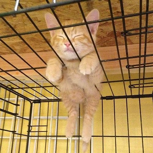 疲れ果てた犬と猫14