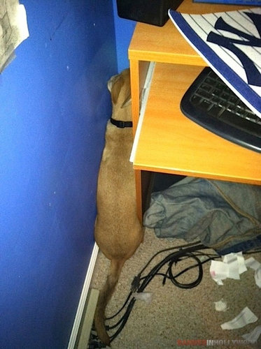 隠れるのが下手な犬たち18