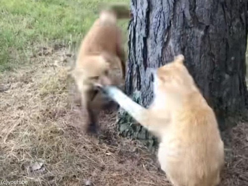 ネコパンチはキツネ相手にも有効
