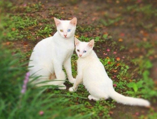 そっくりな猫の親子09