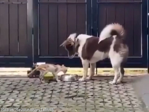 犬が食事をしようとしたら…ボウルの前に痩せ細った子猫がやってきた→優しく見守る
