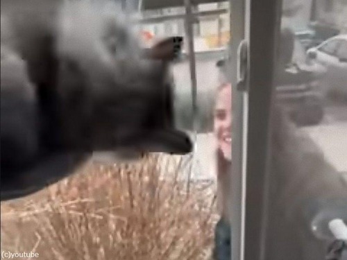 「ママだ！」飼い主が家に帰ってくると猫は大喜び（動画）