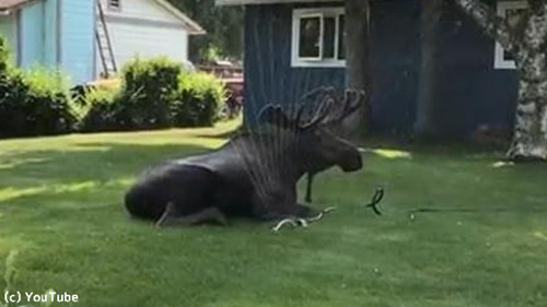 ���ץ�󥯥顼�ǿ���Ӥ���إ饸��03