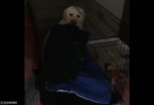 飼い主が出かけるのを嫌がる犬07