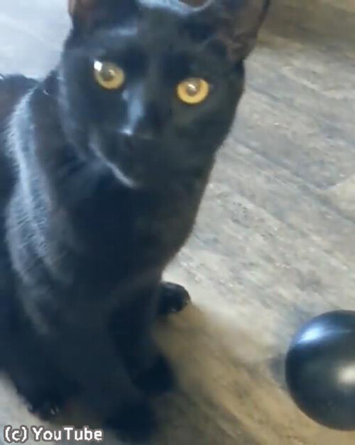 ̤��Υȥåץ����꡼�ȡ���ư����ȴ���ʡ��ˤʹ�ǭ01