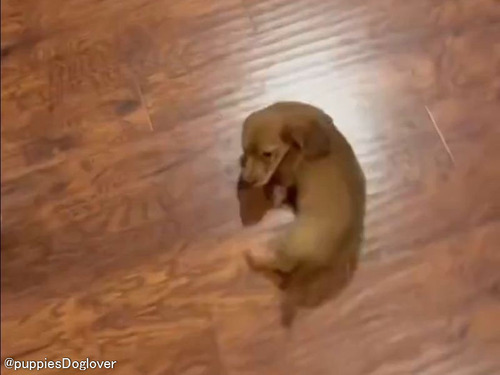 「なんて愛らしい…」帰宅するたびに独特のポーズで迎える犬