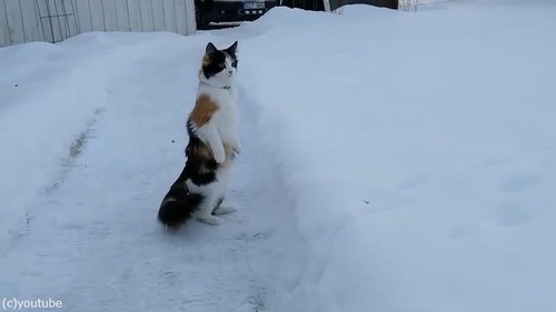 雪景色を見たうちの猫は03