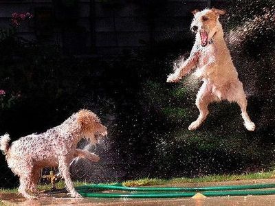 犬対決