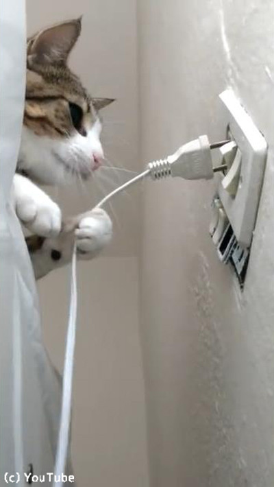 プラグを挿したい飼い主VSプラグを抜きたい猫02