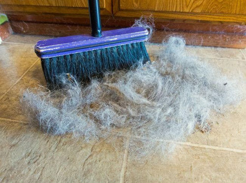 猫を飼った時の理想と現実12