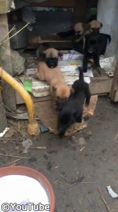 ボウルいっぱいのミルクに集まる子犬たち!焦り過ぎて…01