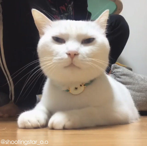 ������ǭ�Υ֥�å���01