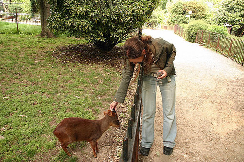 世界最小の鹿プーズー08