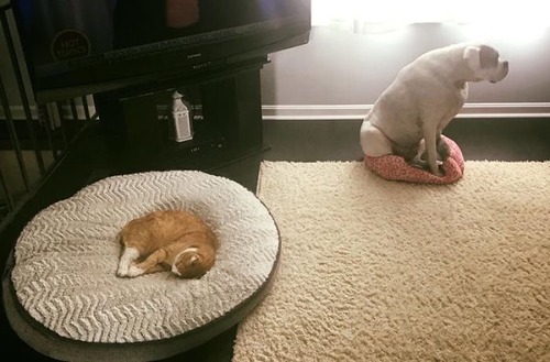 猫にベッドを奪われた犬たち10