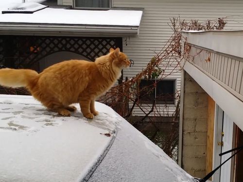 猫が雪を嫌いな理由01