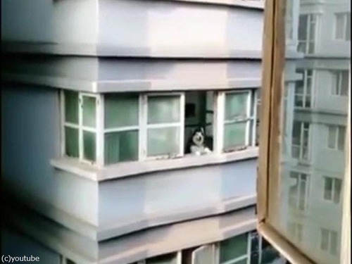 向かいの犬を呼ぶ方法03