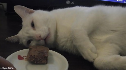 「この猫、夢を見てる」04