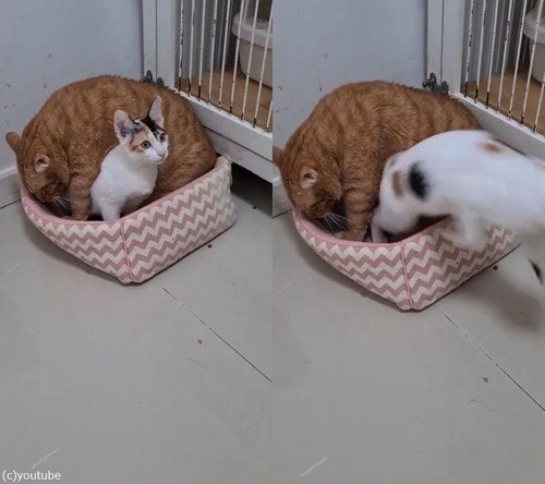 �٥åɤ��礭��ǭ02