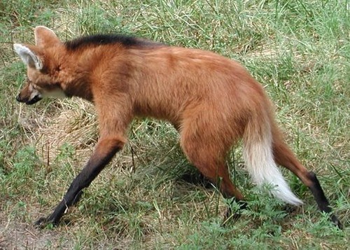 タテガミオオカミ07