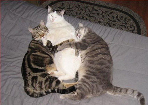 押し倒される猫05