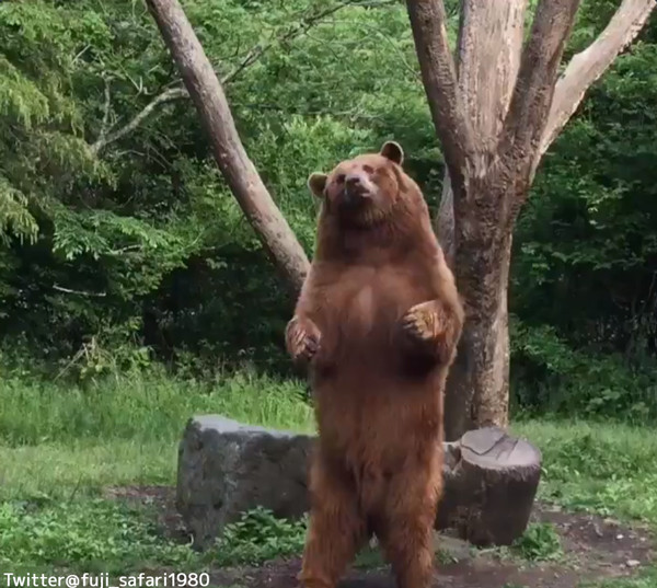 ダンスするクマが ひたすらかわいい 動画 らばq