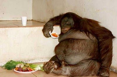 オランウータン01