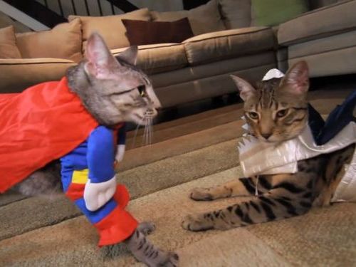 猫のコスプレ01