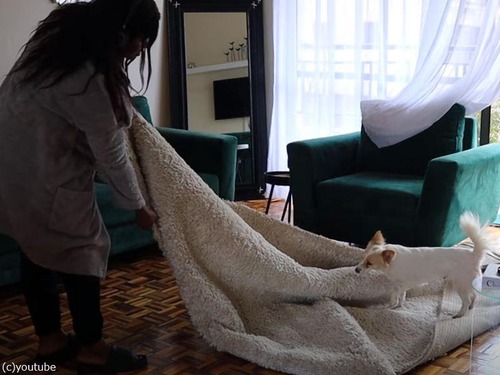 カーペットを敷くのを手伝ってくれる犬