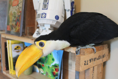 オオハシという珍妙な鳥04