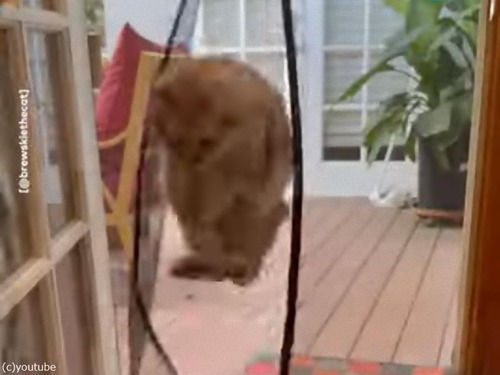 この猫の入退室のしかたは…いちいちドラマチック（動画）