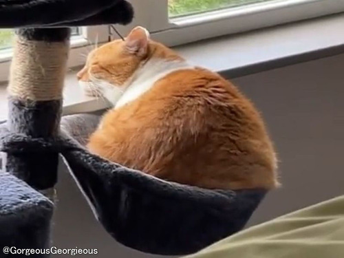 猫のダイエットを考えるとき