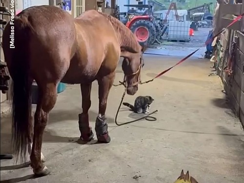 賢い馬が…ロープを使って猫を楽しませる