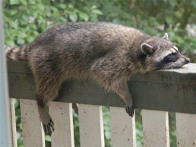 ���餱��ưʪ04