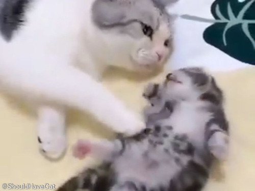 うなされる子猫をギュッと抱きしめてあげるママ猫「悪夢を見てるの？」