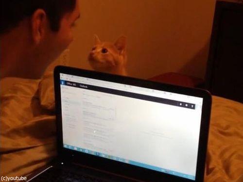 ノートパソコンと子猫01