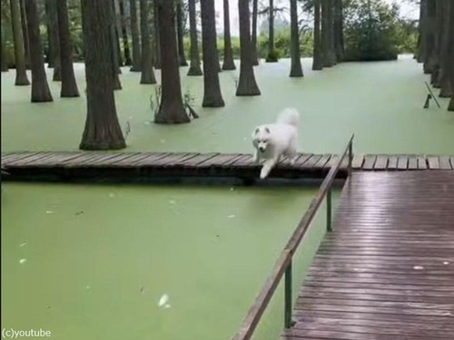 藻がびっしり生えた水面を見た犬「芝生だワン！」
