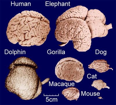 人間とゾウ、イルカ、ゴリラなどの脳を原寸大で比較した画像