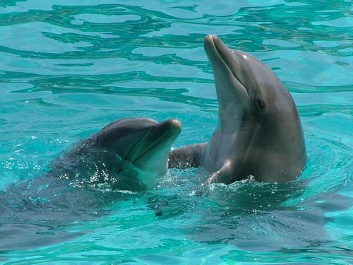 イルカの赤ちゃん00
