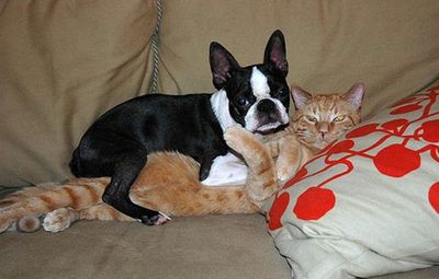 犬と猫の絡み-犬と猫が仲良く抱き合い