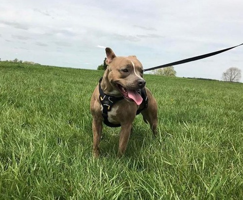 世界一奇妙な姿勢で寝る犬03