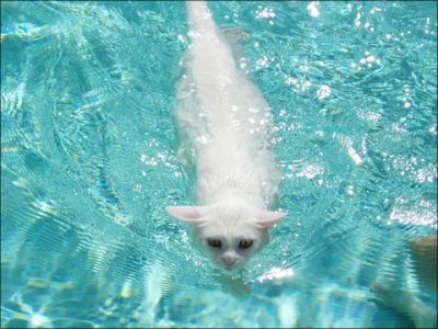 泳ぐ猫04