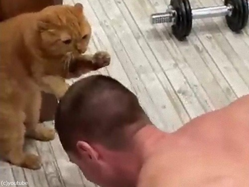 腕立て伏せをする頭をひたすらタッチし続ける猫(動画):マピオンニュース