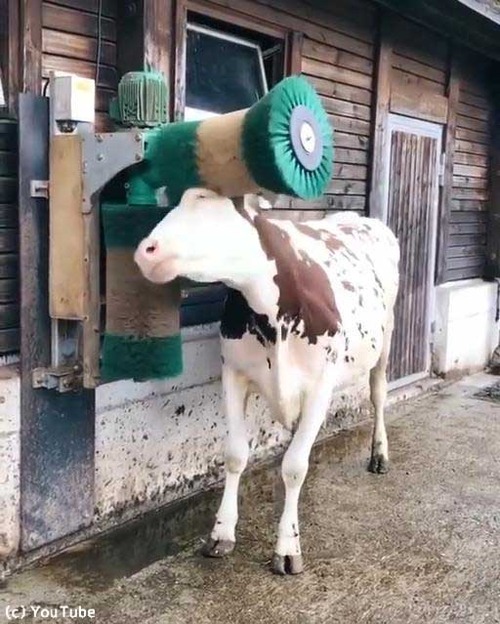 ブラッシングに大喜び02