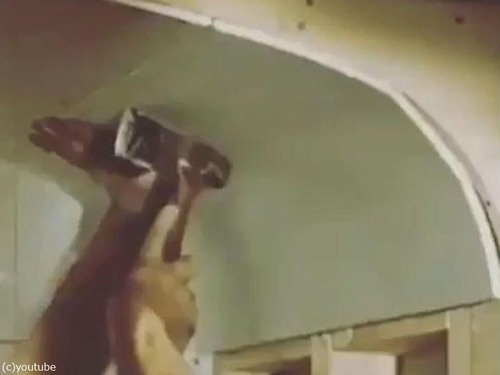 石膏ボードの職人芸04