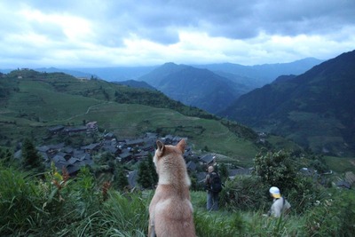 絶景を見下ろす犬09