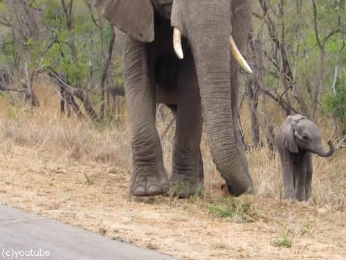 赤ちゃんゾウを守る母親ゾウ02