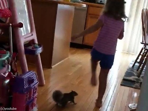 リスと女の子が追いかけっこして遊ぶ ときどき猫と犬も参加 動画 マピオンニュース